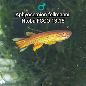 Couple (s) Aphyosemion fellmanni  Ntoba FCCO 13-15