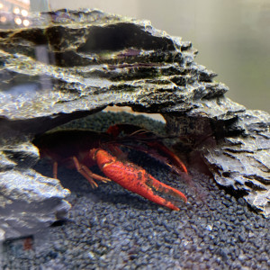 Écrevisse cherax