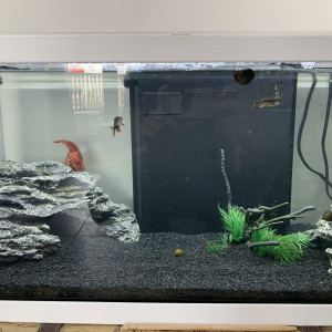 Aquarium 60l complet