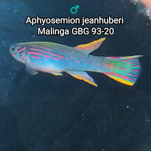 Mâle (s) ♂️ Aphyosemion jeanhuberi Malinga GBG 93-20