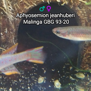 ♀️ Femelle (s) Aphyosemion jeanhuberi  Malinga GBG 93-20
