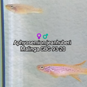♀️ Femelle (s) Aphyosemion jeanhuberi  Malinga GBG 93-20
