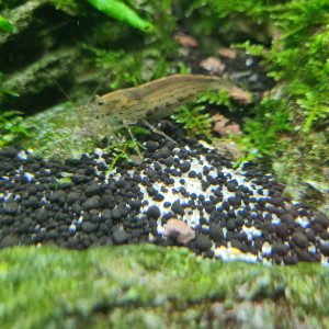 Caridina japonica (échange)