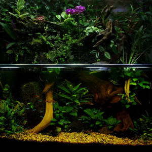 Vend ou échange Plantes pour paludarium et/ou aquarium et/ou terrarium humide et/ou bassin