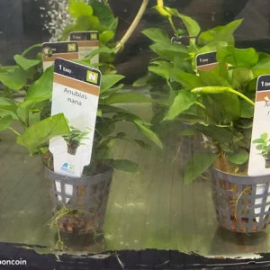 anubias nana