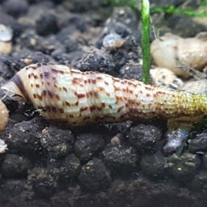escargots mélanoides