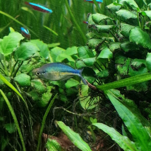 Melanotaenia lacustris (poisson arc-en-ciel turquoise)