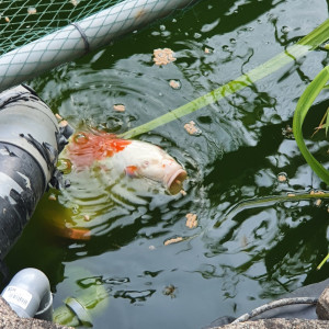 vends Carpes Koi