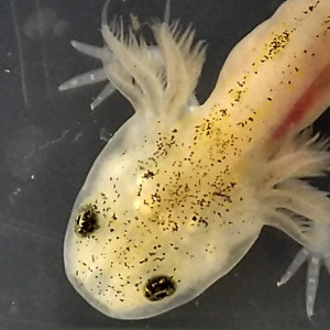 Bébés axolotls en cours d'élevage