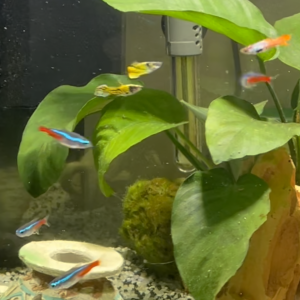 Don 4 guppys mâle et 2 néon bleu + un nettoyeur