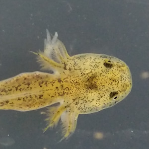 Bébés axolotls en cours d'élevage