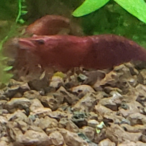 Red cherry
