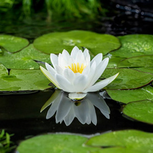 Plantes aquarium