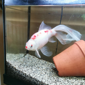 Don : poisson rouge comète + aquarium joint à refaire si intéressé