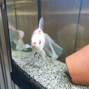 Don : poisson rouge comète + aquarium joint à refaire si intéressé