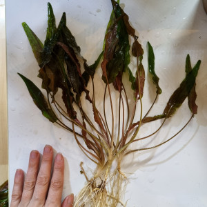 3 pieds de cryptocoryne bicolore