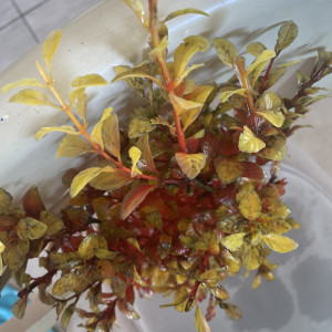 Plante rouge et jaune artificielle