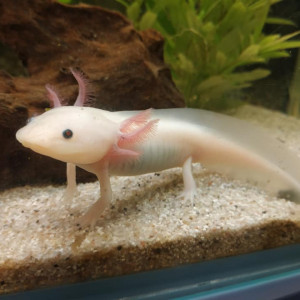 Axolotl à donner urgent