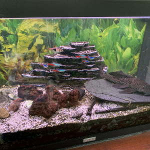 Cause déménagement ne pouvant recréer un aquarium dans mon nouveau logement je donne une dizaine de poissons contre bons soins.