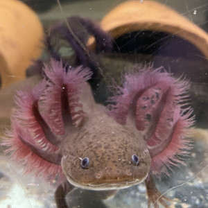 Livre- L'Axolotl à petit prix chez Aquario&Co