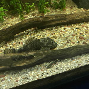 Couple ancistrus