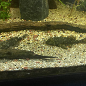 Couple ancistrus