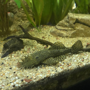 Couple ancistrus