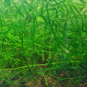 Najas guadalupensis