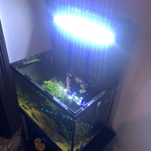 Aquarium 54 litres avec meuble