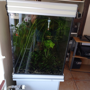 Aquarium aquatlantis 400 litres avec tous le matériel,plantes et poissons