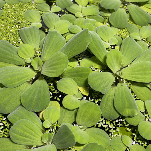 Pistia stratiotes / laitue d’eau