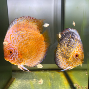 Discus couple confirmé