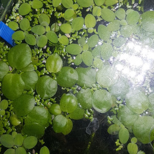 Pistia stratiotes