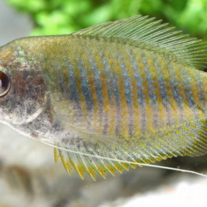 gourami nain mâle