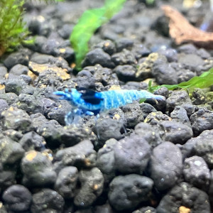 Caridina cantonensis mosura blue shadow