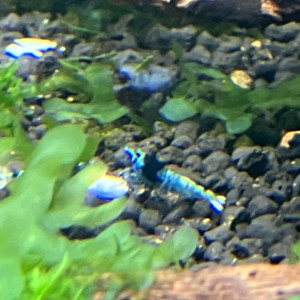 Caridina cantonensis mosura blue shadow