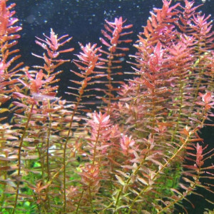 Rotala