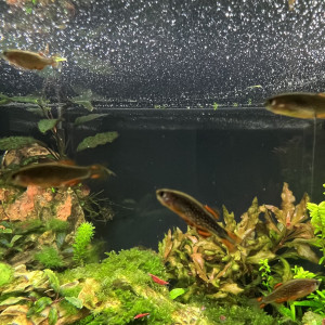 Rasbora Galaxy