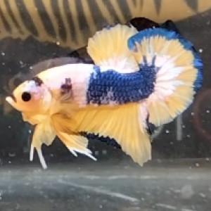 Betta plakat Mâle Yellow Fancy