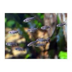 Corydoras Pygmaeus / Pygmés