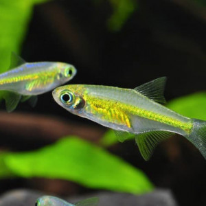 Rasbora Kubotai / Microdevario kubotai