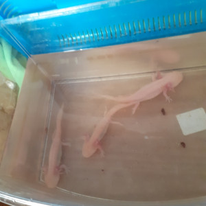 jeunes axolotl