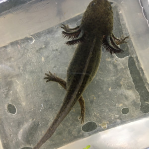 Axolotl sauvage 13cm