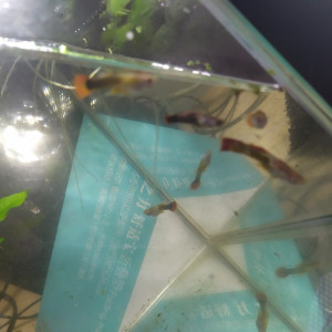 Jeune guppy mâles