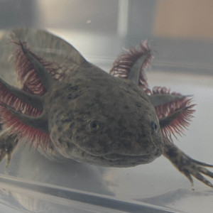 Axolotl Sauvage  20 cm