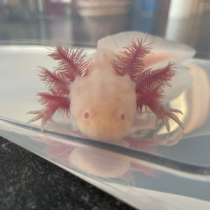 Axolotl Albinos 20 cm