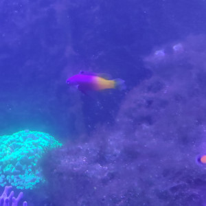 Pictichromis paccagnella