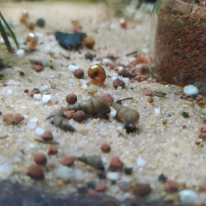 Escargots / plantes de surface