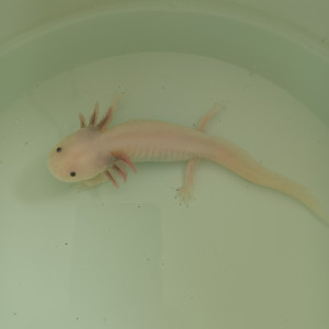 Axolotl