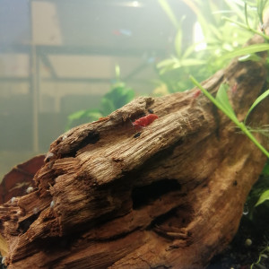 Crevettes red cherry